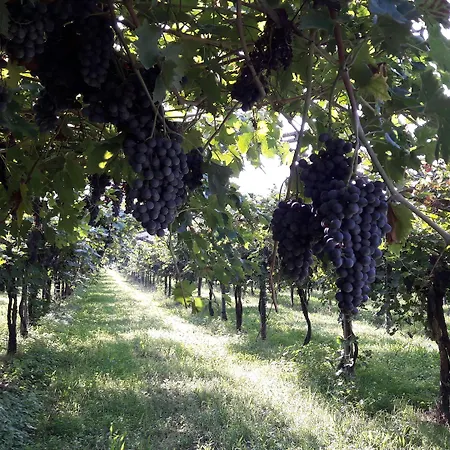 Agriturismo Camparella-2